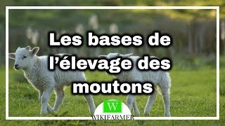 Comment élever des moutons [upl. by Novyat]