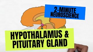 The Pituitary Gland 1  Site and Relations  Dr Ahmed Farid [upl. by Aihsenad]