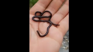 Everything You Need To Know About The Brahminy Blind Snake Species [upl. by Emmery]