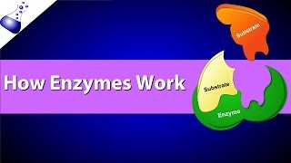 How Enzymes Work [upl. by Sert]