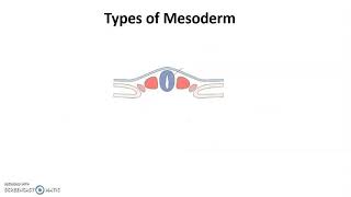 Muscular system embryological development with clinicals [upl. by Epuladaugairam997]