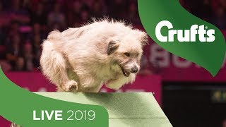 Crufts 2019 Day 2  Part 2 LIVE [upl. by Aved]