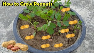 How to Grow Peanuts at home  Growing Peanuts in Pots [upl. by Lenahc]