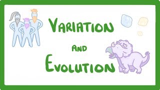 GCSE Biology  Variation and Evolution 68 [upl. by Aikim551]