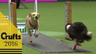 Flyball  Team  Semi Finals  Crufts 2016 [upl. by Nnave]