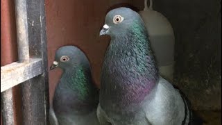 Gordon Hughes English Tippler pigeons [upl. by Norahc]