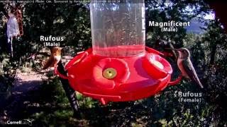 Hummingbird Identification Video  Oct 7 2016 [upl. by Gabbert]