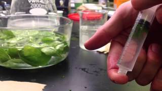 Photosynthesis in Leaf Disks Experiment [upl. by Cleveland]