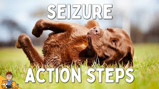 What to Do When Your Dog has a Seizure [upl. by Lisette]