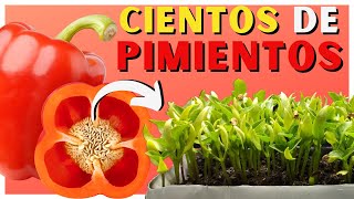 Cómo SEMBRAR PIMIENTO en CASA 🌱 2 Métodos ✅ [upl. by Anawqahs]