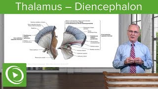 Thalamus – Diencephalon  Lecturio [upl. by Lena]