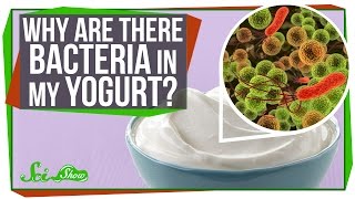 Why Are There Bacteria In My Yogurt [upl. by Leirrad134]