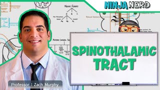 Ascending Tracts  Spinothalamic Tract [upl. by Aray]