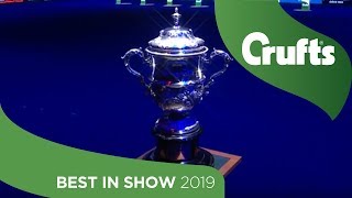 Best in Show at Crufts 2019 [upl. by Navannod663]