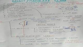 Mammary gland Anatomy  1  TCML [upl. by Matelda]