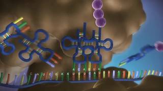 Dal DNA alla proteina in 3D [upl. by Notslar]