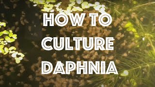 How To Culture Daphnia Magna [upl. by England485]