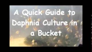 How to culture daphnia outside [upl. by Ylatfen]