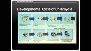 Chlamydia life cycle [upl. by Yllod131]