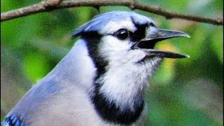 Exceptional Blue Jay Calls [upl. by Emirej]