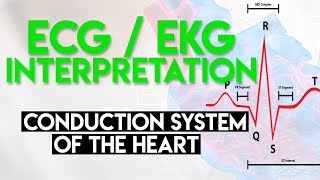 Electrical Conduction System of the Heart  ECG EKG Interpretation Part 1 [upl. by Atnahs722]