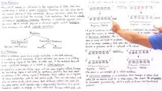 Point Mutations BasePair Substitutions [upl. by Bac]