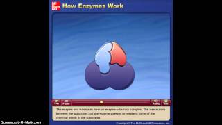 How Enzymes Work Animation [upl. by Nomihs]