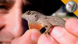 Small Lizard is Super Feisty [upl. by Grantland]