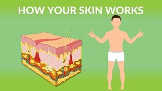 How Your Skin Works  How does the skin work Human skin Structure and Function [upl. by Monro]