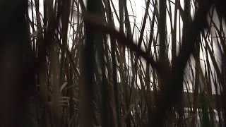 Beachfront BRoll Through the Swamp Free to Use HD Stock Video Footage [upl. by Caves]