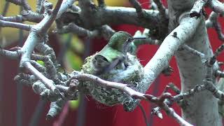 LIVE Hummingbird CAM [upl. by Letizia576]