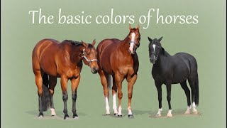 Basic Horse Color Genetics  and introduction [upl. by Aiuoqes664]