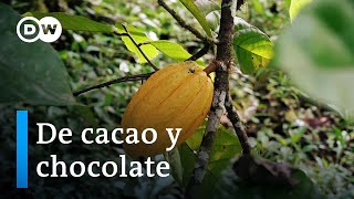 De cacao y chocolate reviviendo una tradición en Panamá [upl. by Sorips]