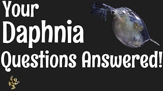 Daphnia Questions Answered [upl. by Annaiek]