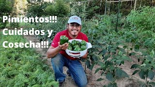 PimientosCuidados Consejos y Cosecha del Pimiento Como plantar pimientos Hagamos un Huerto [upl. by Ydassac689]