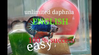 daphnia moina culture Easy way Unlimited production English  with sub Green water Chlorella [upl. by Eldredge838]