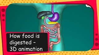 Science  How food is digested  3D animation  English [upl. by Adamsun]