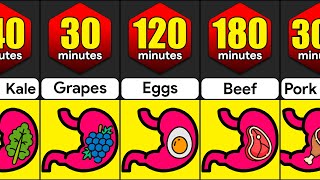 How Long Do Foods Stay In Your Stomach  Comparison [upl. by Anilek]