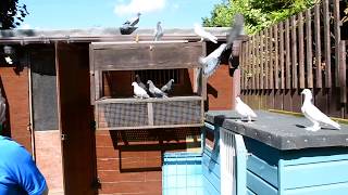 Pigeons Pigeon Fanciers Tipplerman of Great Britain Davey Warrener Subscribe for full documentary [upl. by Karl203]