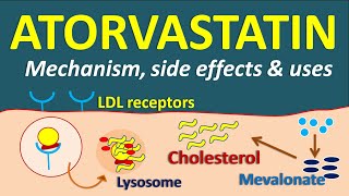 Atorvastatin  Mechanism side effects and uses [upl. by Slin]