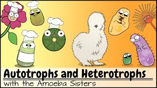 Autotrophs and Heterotrophs [upl. by Tace653]