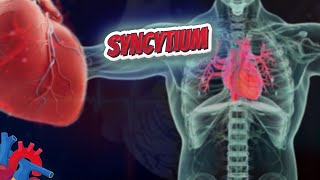 Syncytium  Human Heart ❤️ and Cardiology ❤️🔊✅ [upl. by Audrye]