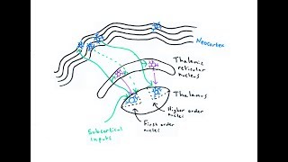 The Thalamus [upl. by Etiam770]