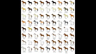 Horse Colors and Breeds  Hooked on Horsessm Series [upl. by Kired222]