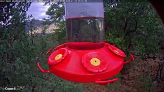 The Trill of Broadtailed Hummingbirds –July 5 2018 [upl. by Davis]