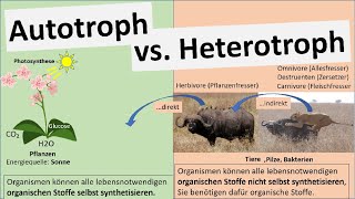 Autotroph vs Heterotroph Ernährungsweisen Biologie [upl. by Halbert]