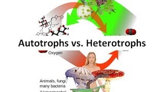 Autotrophs vs Heterotrophs [upl. by Loella556]