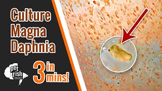 How to culture DAPHNIA MAGNA  The easy way [upl. by Mira512]