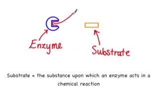 25 Enzymesubstrate specificity [upl. by Alarick990]