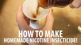 Homemade Insect Spray How To Make Nicotine Insecticide [upl. by Danika]